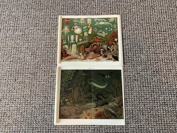 Antique Ocean Creature Prints: Vintage Book Plates (Set of 2)