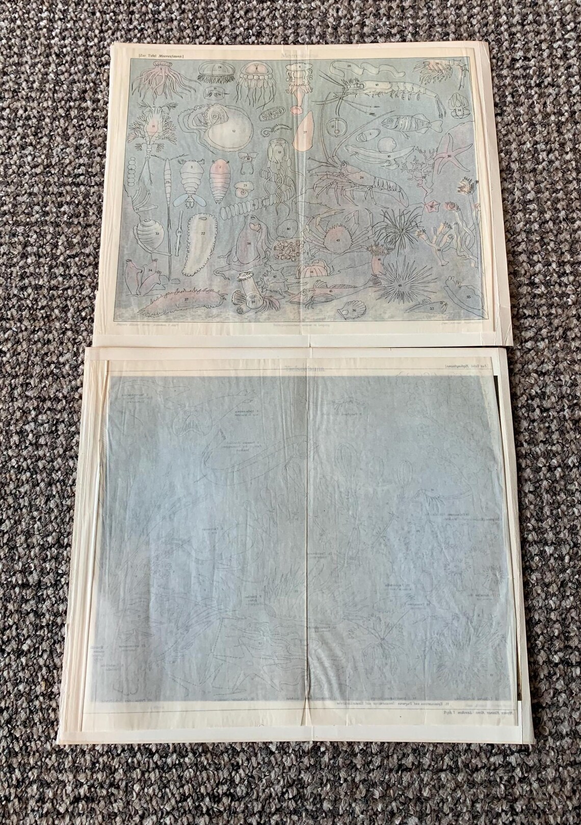 Antique Ocean Creature Prints: Vintage Book Plates (Set of 2), photo 3 of 5