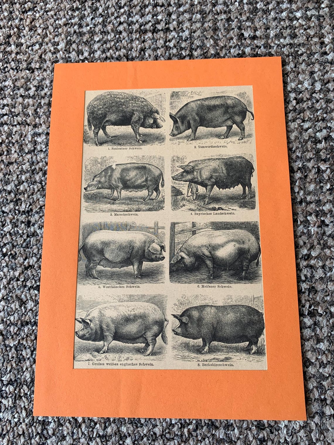Antique Animal Book Plate Prints: Dogs, Horses, Mounted Set of 3, photo 4 of 5