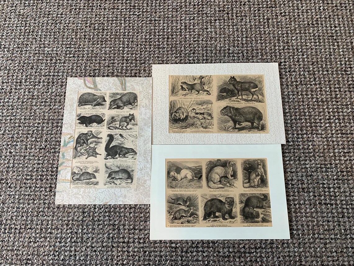 3 Antique Animal Book Plate Prints: Mounted Wildlife Pictures, photo 1 of 5