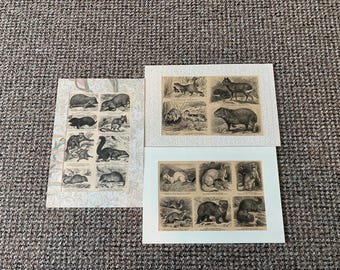 3 Antique Animal Book Plate Prints: Mounted Wildlife Pictures
