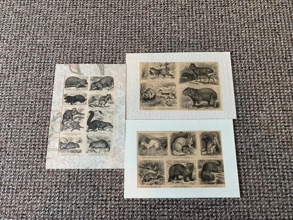3 Antique Animal Book Plate Prints: Mounted Wildlife Pictures
