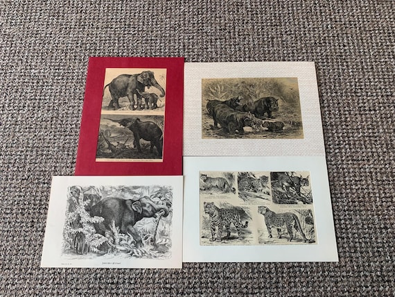 Antique Animal Book Plate Prints - Set of 4
