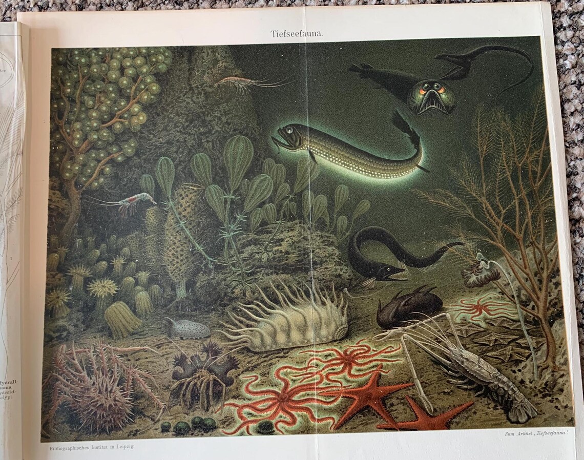 Antique Ocean Creature Prints: Vintage Book Plates (Set of 2), photo 4 of 5