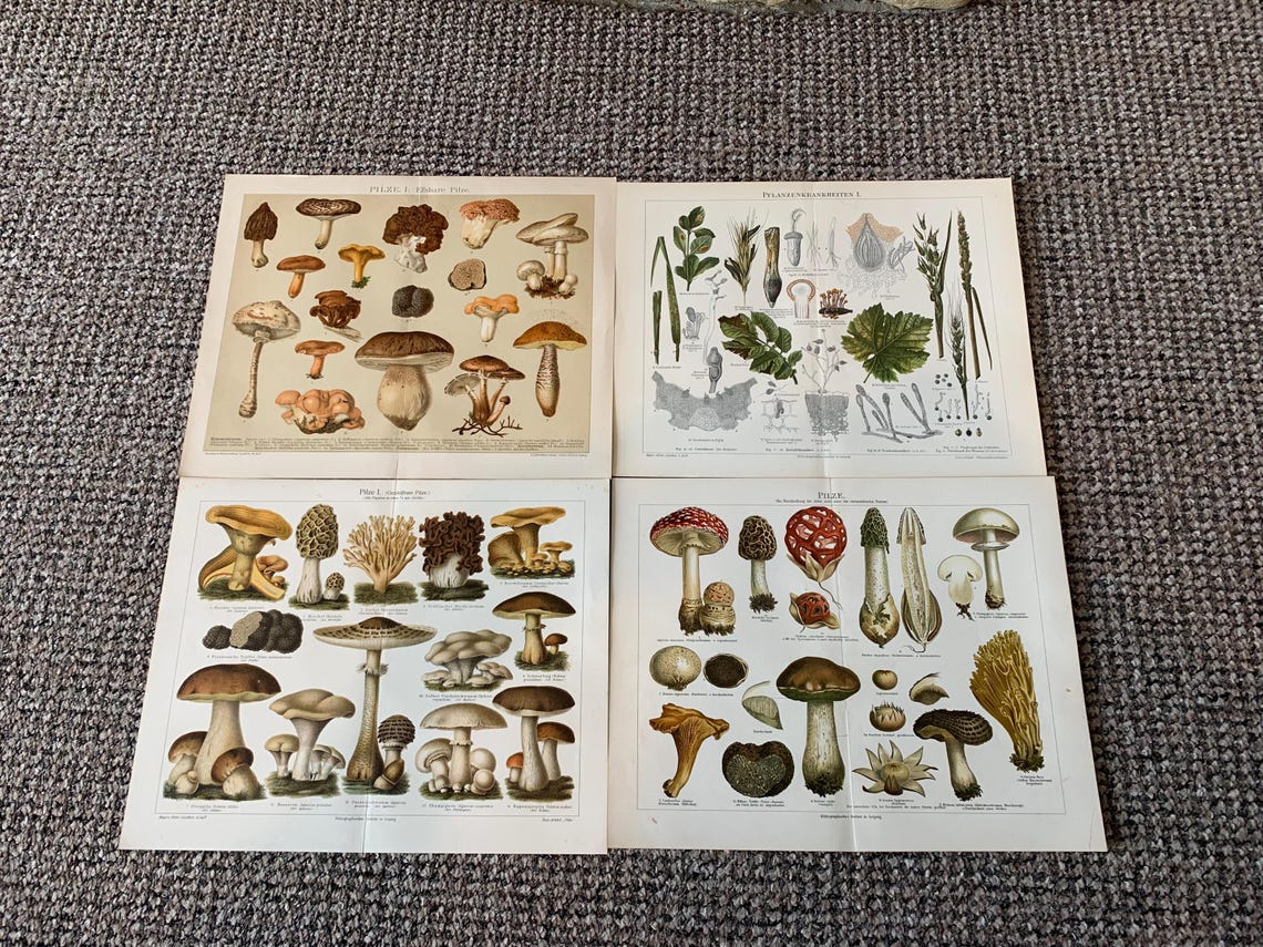 4 Antique Mushroom Prints: Vintage Fungi Book Plates (12x9.5), foto 1 de 5