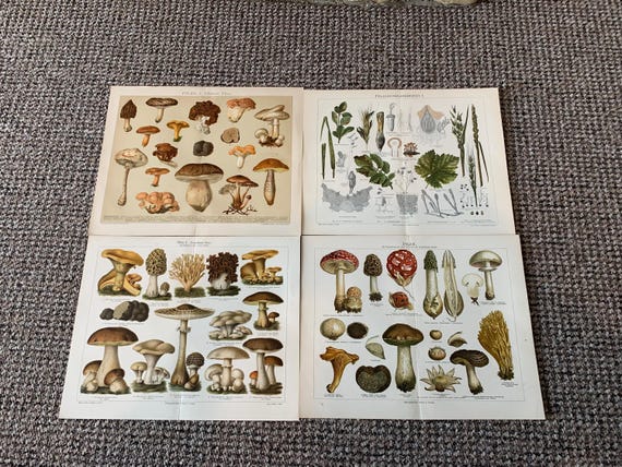 4 Antique Mushroom Prints: Vintage Fungi Book Plates (12x9.5)