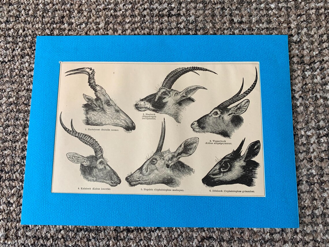 Antique Animal Book Plate Prints: Dogs, Horses, Mounted Set of 3, photo 3 of 5