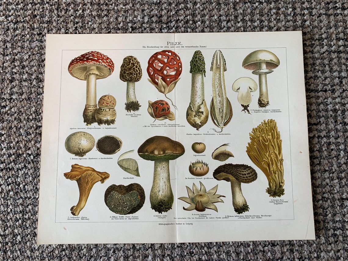 4 Antique Mushroom Prints: Vintage Fungi Book Plates (12x9.5), foto 3 de 5