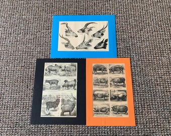 Antique Animal Book Plate Prints: Dogs, Horses, Mounted Set of 3