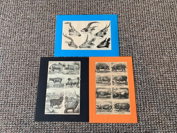 Antique Animal Book Plate Prints: Dogs, Horses, Mounted Set of 3