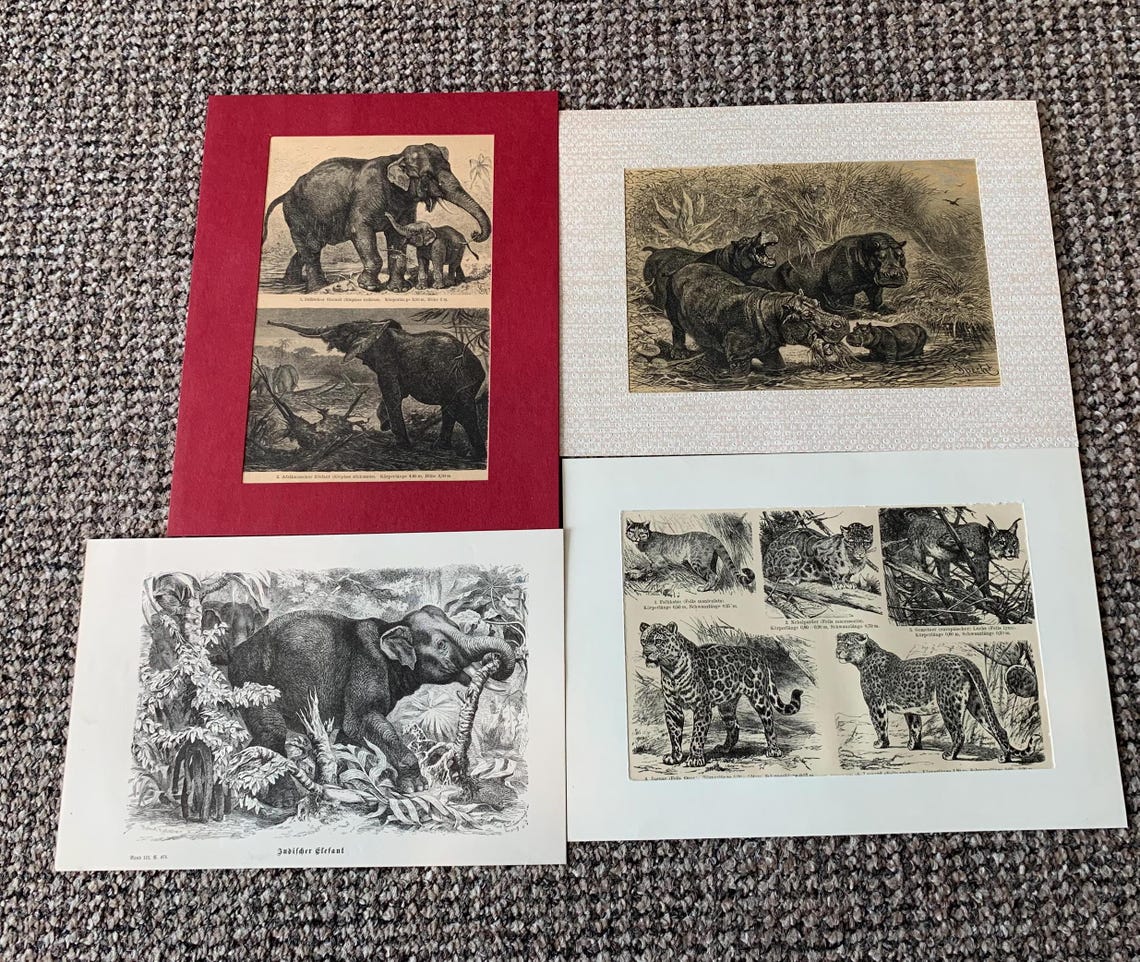 Antique Animal Book Plate Prints - Set of 4, foto 2 de 5