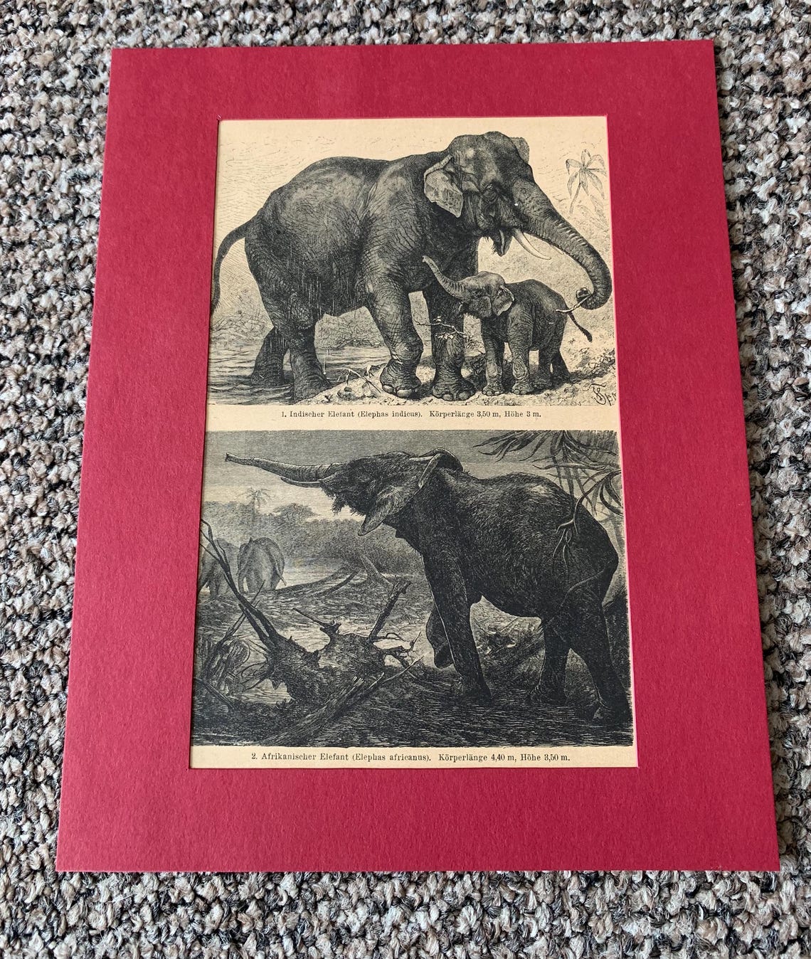 Antique Animal Book Plate Prints - Set of 4, foto 4 de 5