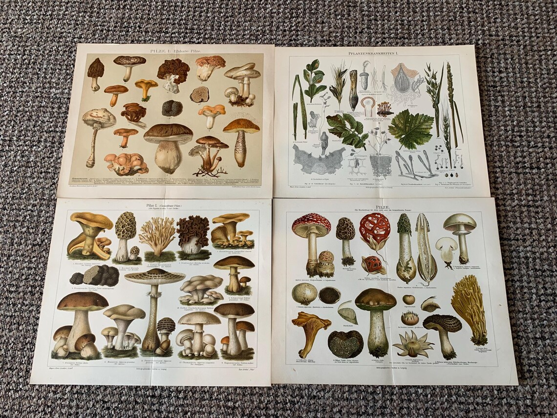 4 Antique Mushroom Prints: Vintage Fungi Book Plates (12x9.5), foto 2 de 5