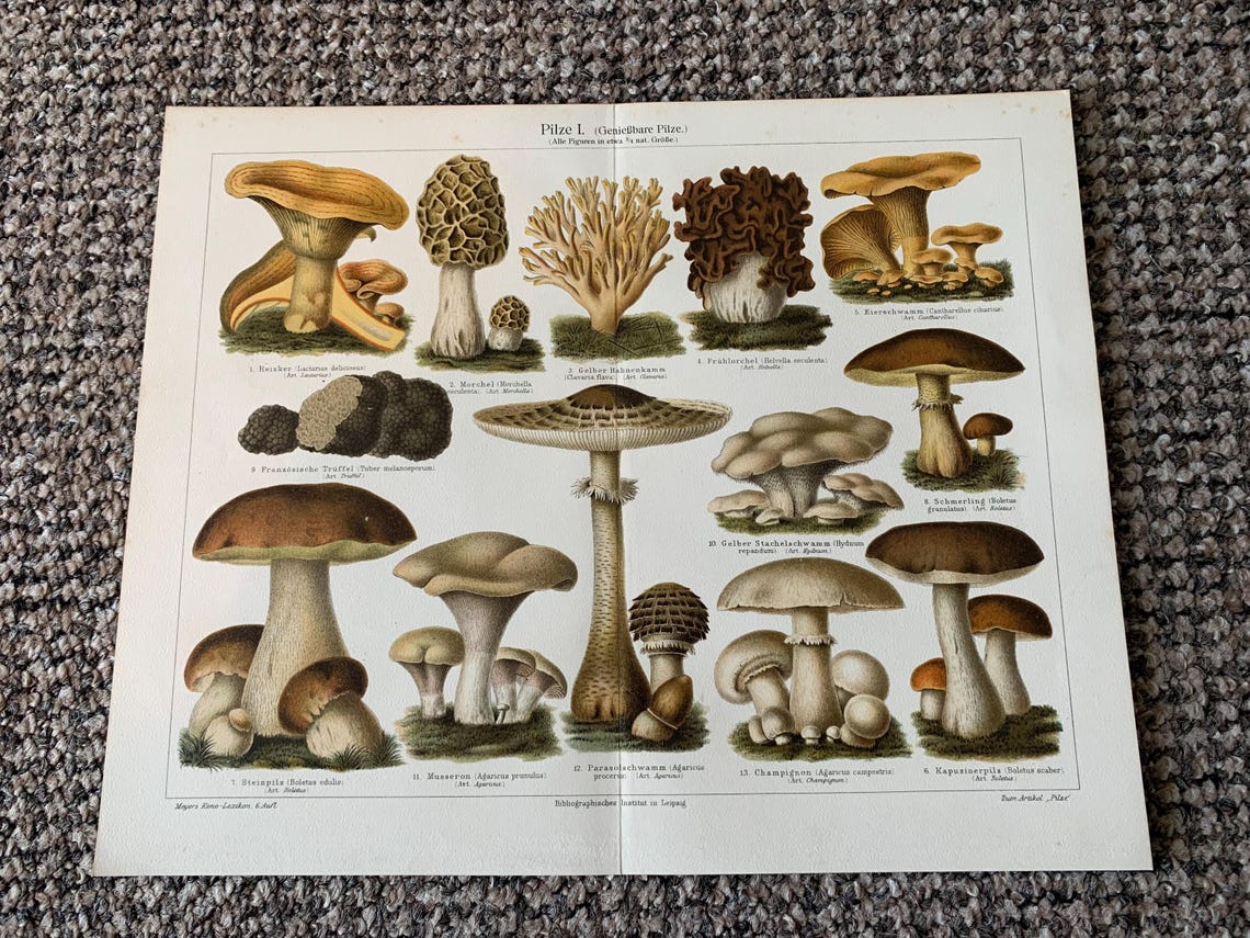 4 Antique Mushroom Prints: Vintage Fungi Book Plates (12x9.5), foto 4 de 5