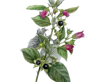 Arte em aquarela personalizada, aquarela original pintada à mão, flores em aquarela, arte original, pintura em aquarela, aquarela floral