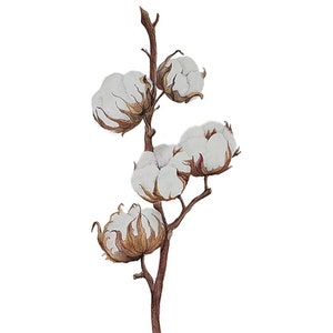 Stampa cotone acquerello, fiore, poster, cartolina, stampa artistica, stampa artistica vegetale, stampa artistica floreale, cartolina floreale, cartolina acquerello