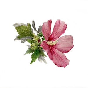 Stampa fiore di ibisco ad acquerello, poster, cartoline, stampa artistica, stampa artistica vegetale, stampa artistica floreale, cartolina floreale, cartolina ad acquerello