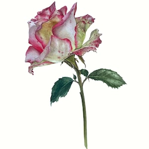 Stampa acquerello, fiore, poster, cartolina, stampa artistica, stampa artistica vegetale, stampa artistica floreale, cartolina floreale, cartolina acquerello