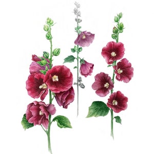 Stampa acquerello rosa canina, fiore, poster, cartolina, stampa d'arte, stampa artistica vegetale, stampa artistica floreale, cartolina floreale, cartolina acquerello
