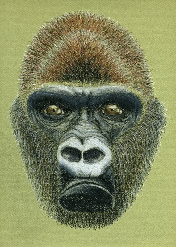 Gorilla Affen Abbildung Tiefland Gorilla Giclee Druck Etsy