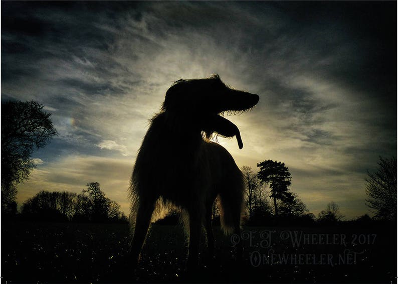whippet greeting card birthday greyhound lurcher sighthound autumn art woods