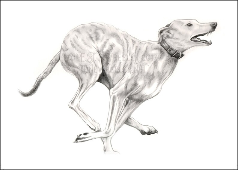 Running Lurcher Brindle Blank Greeting Card Racing Greyhound Etsy