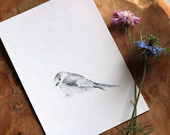 Little Grey Jay Bird Fine Art Print