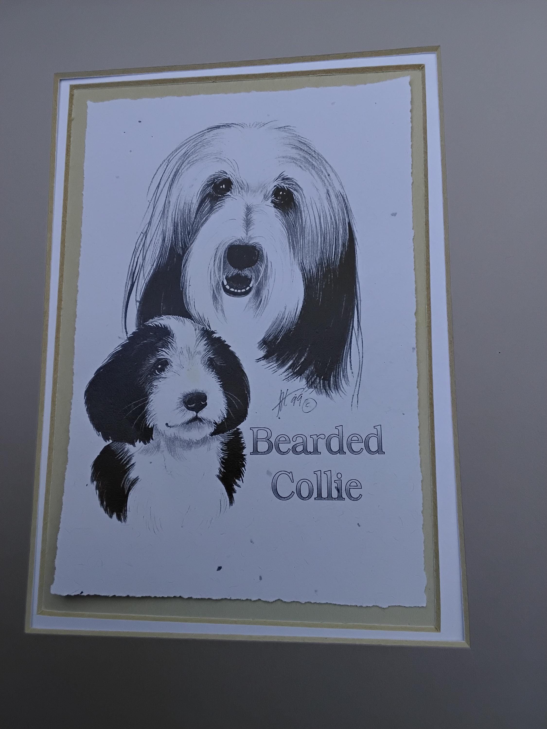 Vintage Bearded Collie and Puppy Art Print Matted Etsy