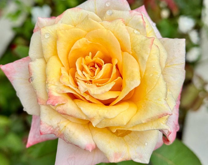 Damascene Rose Attar