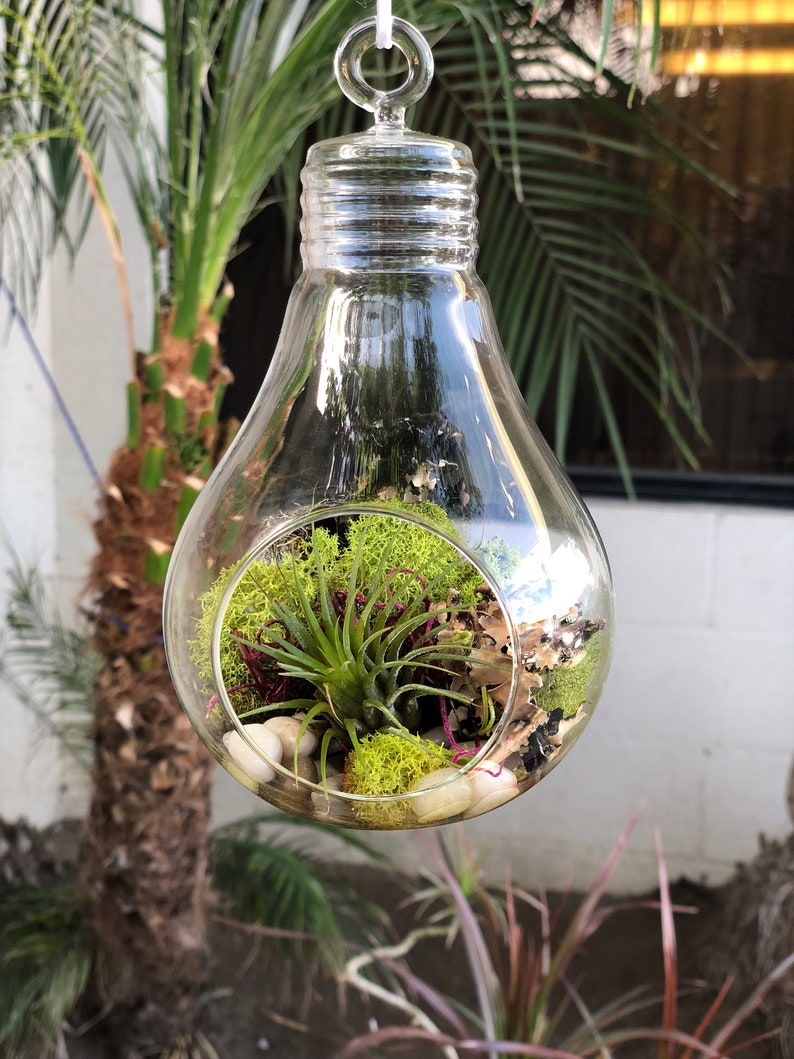 Hanging Glass Light Bulb Terrarium