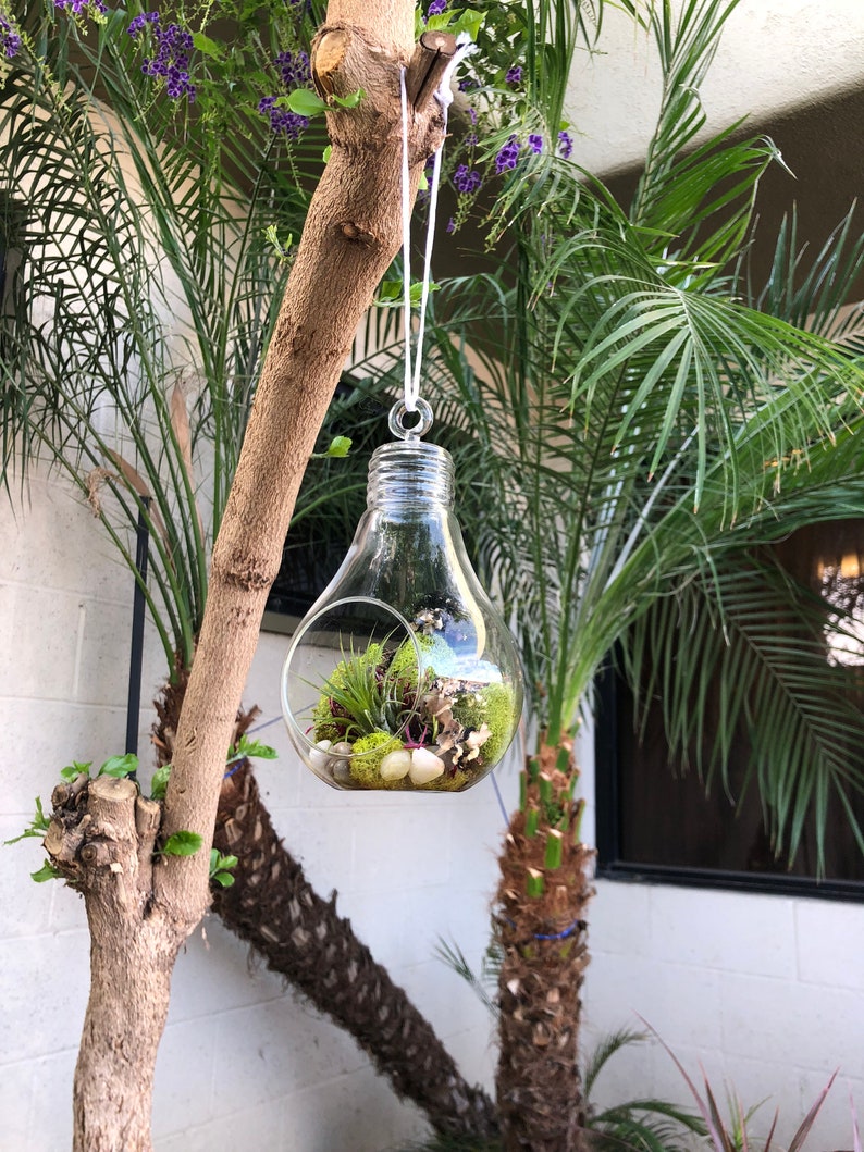 Hanging Glass Light Bulb Terrarium Etsy