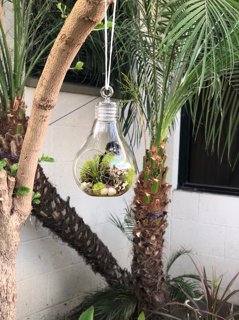Hanging Glass Light Bulb Terrarium