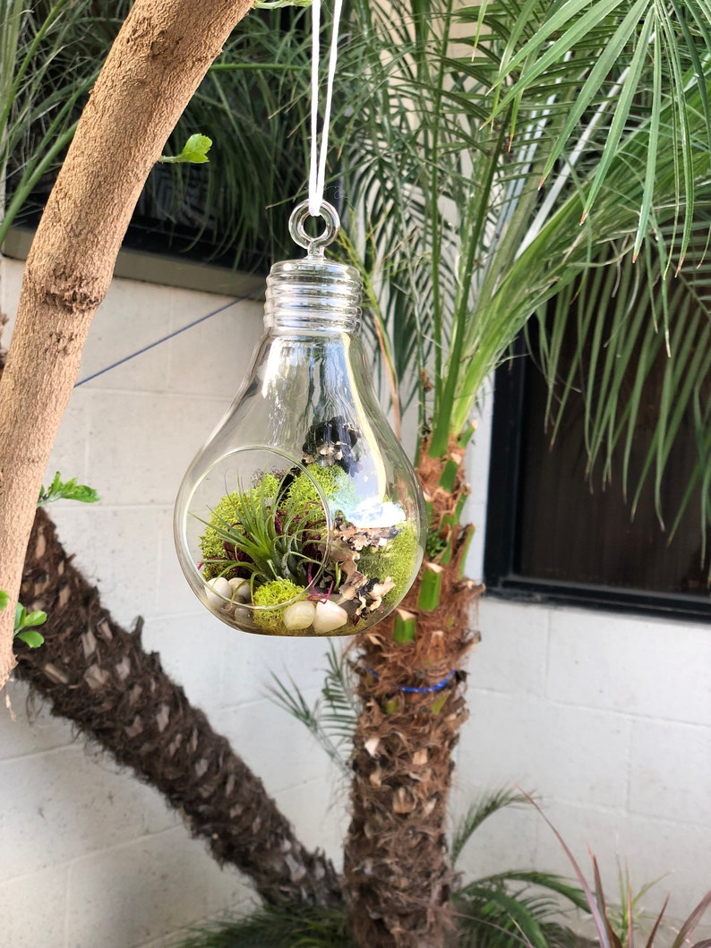 Hanging Glass Light Bulb Terrarium Etsy