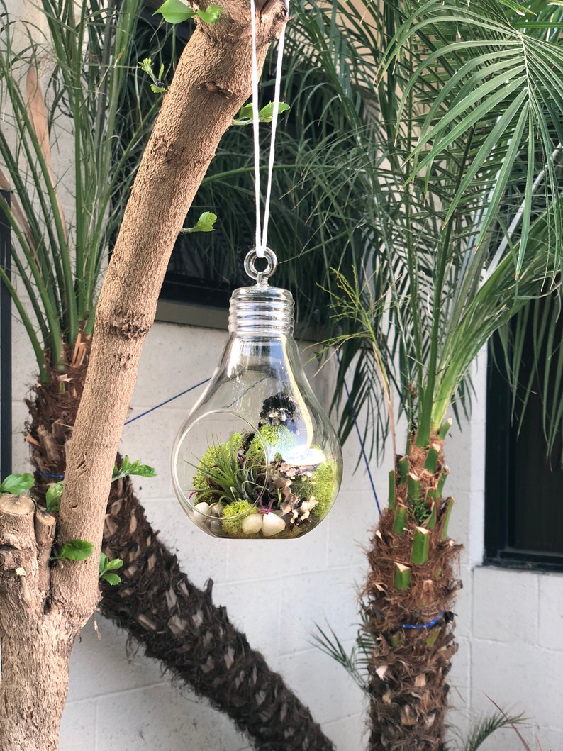 Hanging Glass Light Bulb Terrarium