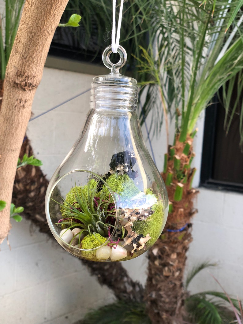 Hanging Glass Light Bulb Terrarium