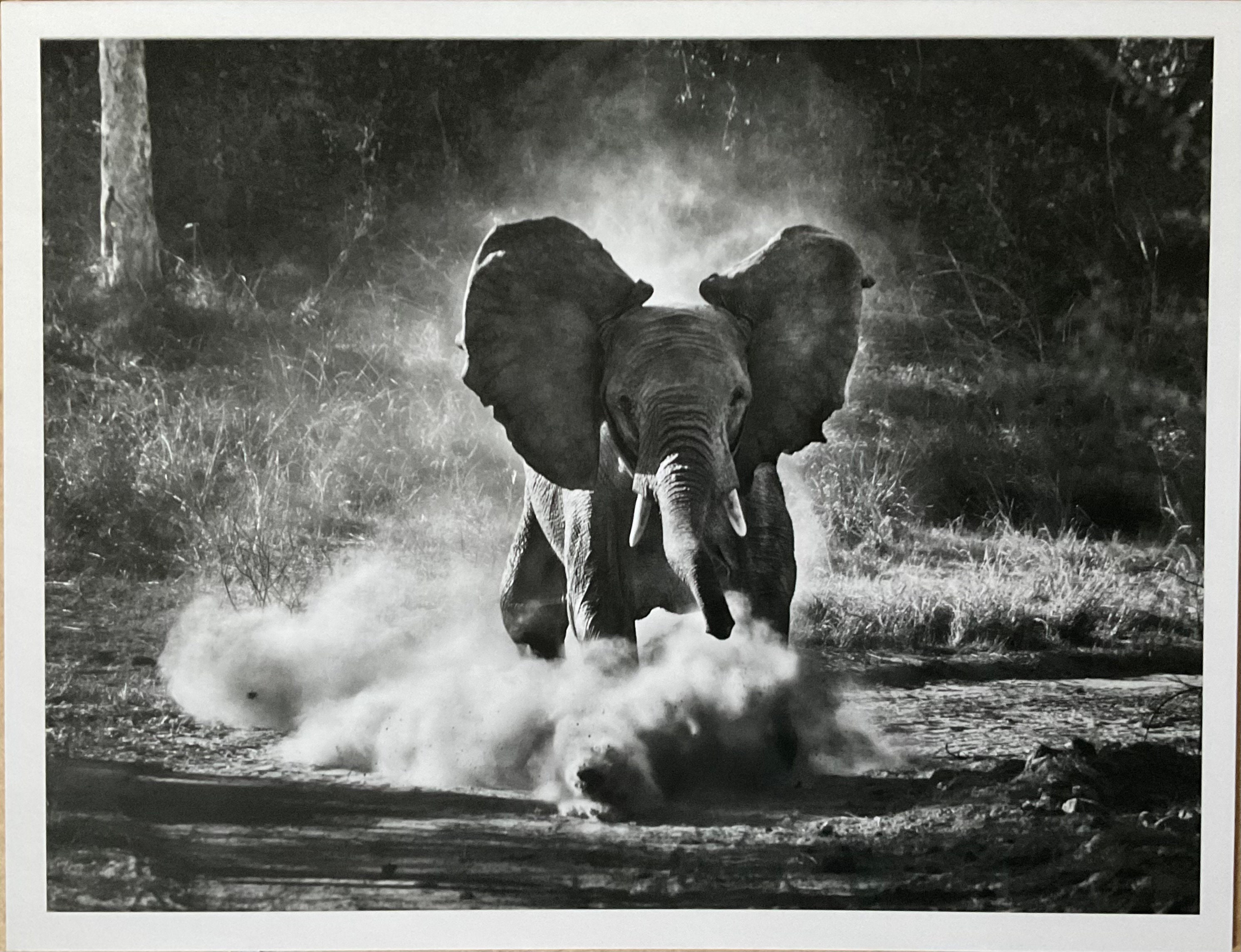 SEBASTIAO SALGADO:GENESIS　セバスチャン・サルガド In the Beginnings: Sebastião Salgado's Genesis