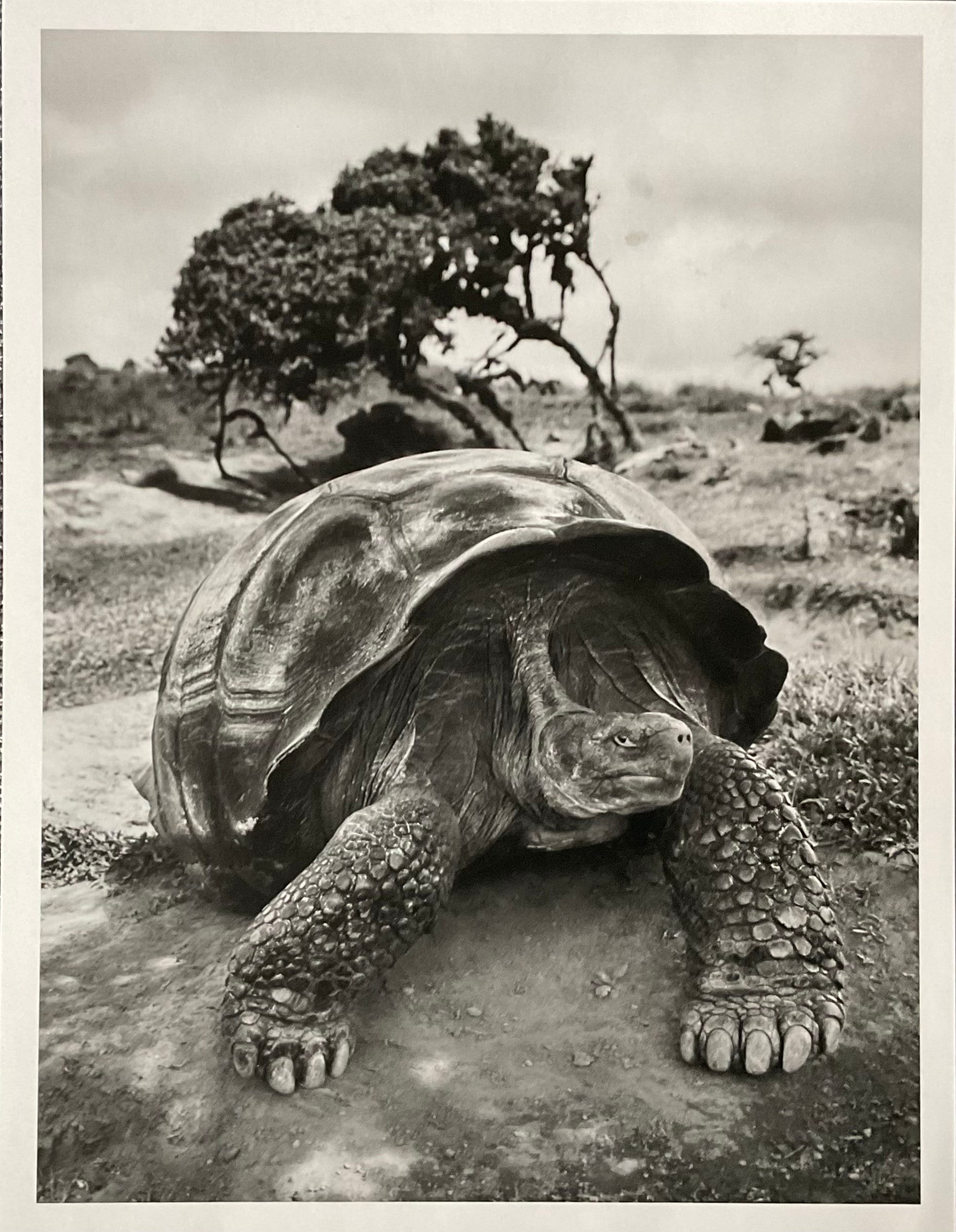 セバスチャンサルガト　SEBASTIAO SALGADO:GENESIS(H) Sebastiao Salgado: GENESISセバスチャン・サルガド - 古本買取