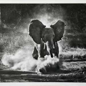 Sebastiao Salgado - “Kafue National Park, Genesis” Fotolitografia edizione limitata - cm 33x25