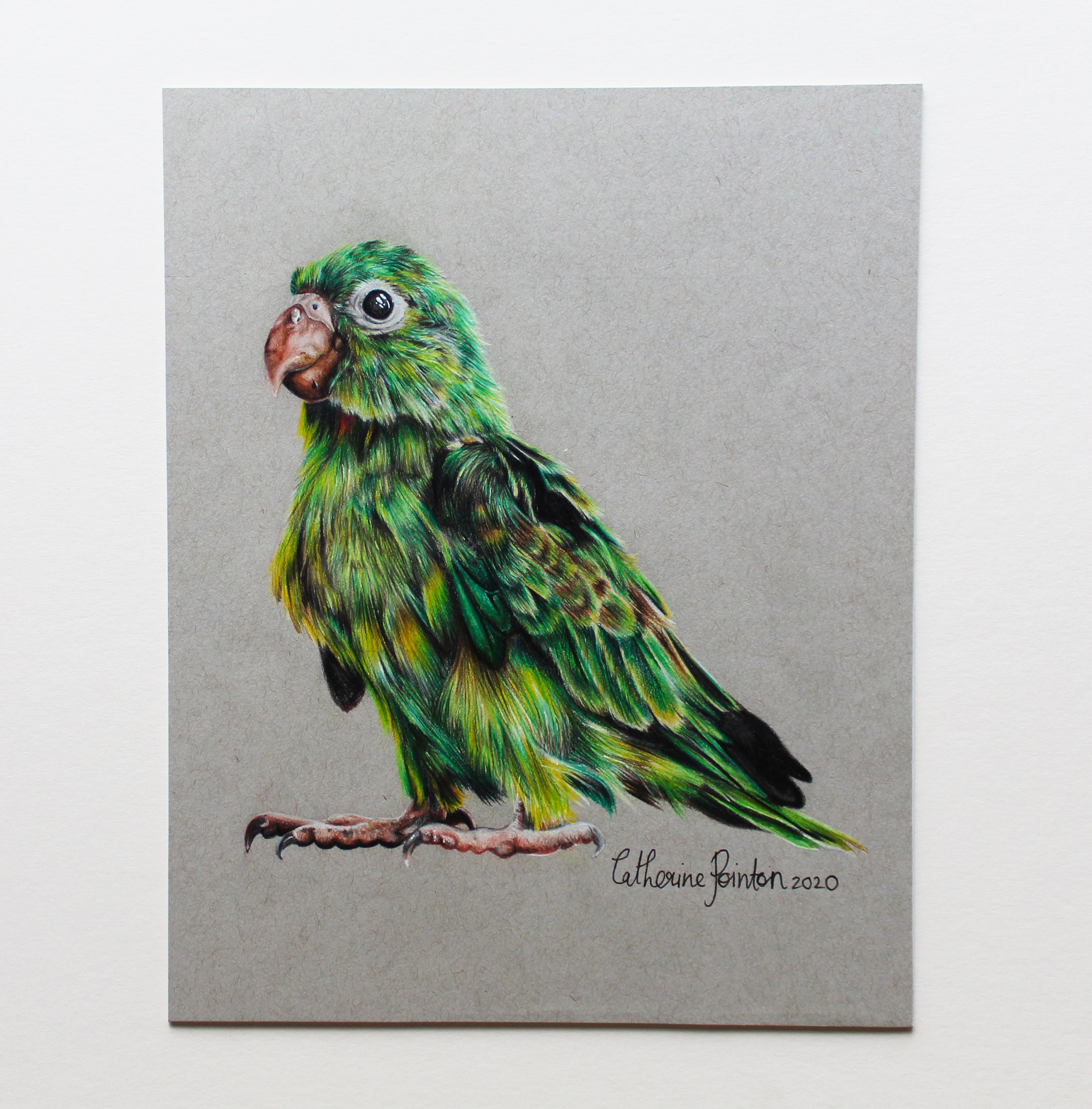  PARROT COLOURED PENCIL Drawing 20cmX25cm Etsy