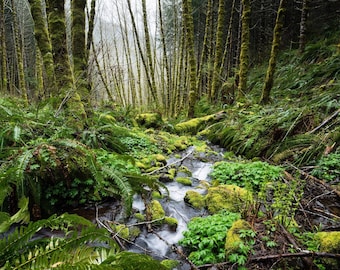 Tillamook Forest Giclée Print, Lush PNW Landscape Photography