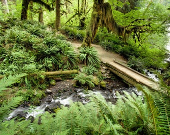 Hoh Rainforest Giclée Print: Pacific Northwest Nature Wall Art