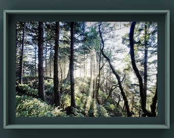 Pacific Northwest Forest Pictures Forest Photos Northwest Etsy