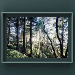 Giclée Fine Art Landscape Photography Print, Ecola State Park, Oregon Coast, Forest Scene, Sunset, Pacific Northwest, Wall Art, PNW
