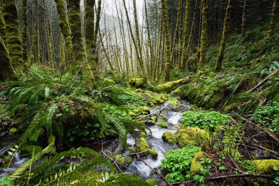 Tillamook Forest Giclée Print, Lush PNW Landscape Photography