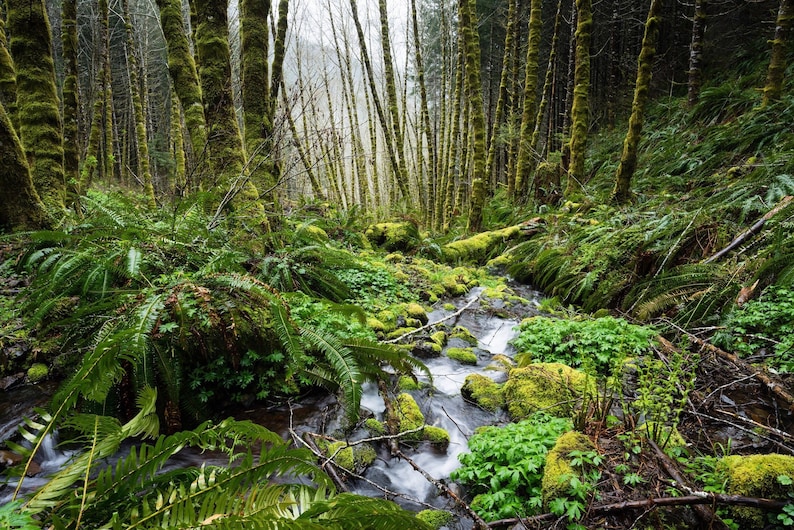 May include: A lush forest scene with a stream flowing through. The image features tall trees covered in green moss, ferns, and other green vegetation. The water is flowing over rocks, creating a natural and serene environment.