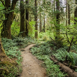 May include: A winding dirt path through a lush green forest. Tall trees with moss growing on their trunks line the path. Ferns and other greenery grow along the sides of the path.