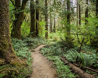 Hoh Rainforest Giclée Print: Pacific Northwest Landscape Photography