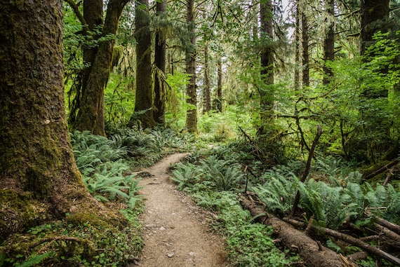 Hoh Rainforest Giclée Print: Pacific Northwest Landscape Photography