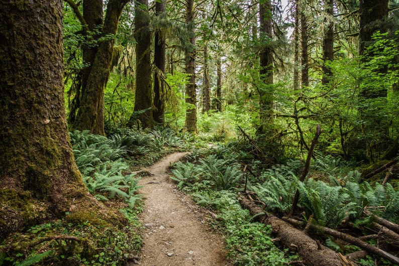 May include: A winding dirt path through a lush green forest. Tall trees with moss growing on their trunks line the path. Ferns and other greenery grow along the sides of the path.