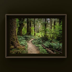 May include: A winding path through a lush green forest with tall trees and ferns. The path is lit by dappled sunlight filtering through the canopy.
